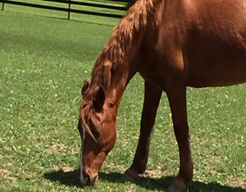 Banjo_the_mustang