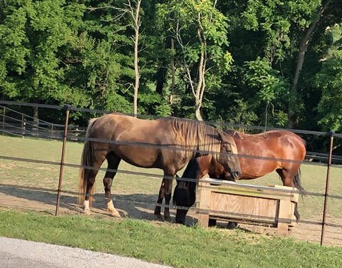 kentucky_mountain_horse_and_mustang