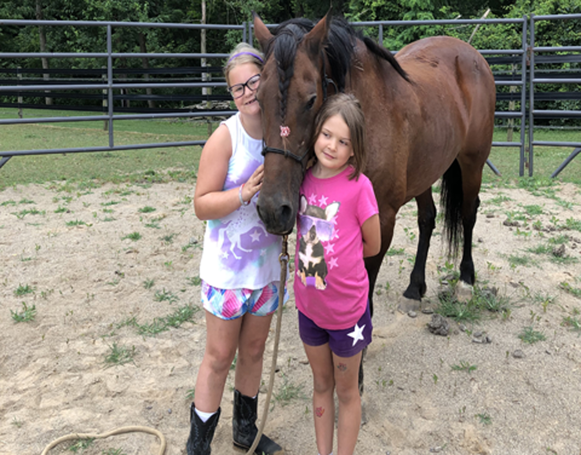 horse groomed